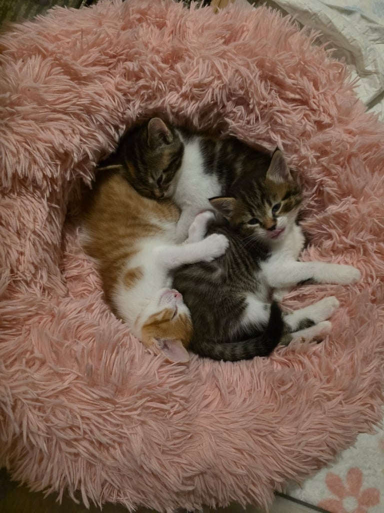 image for 3 Beautiful Kittens 1 Female 2 Male