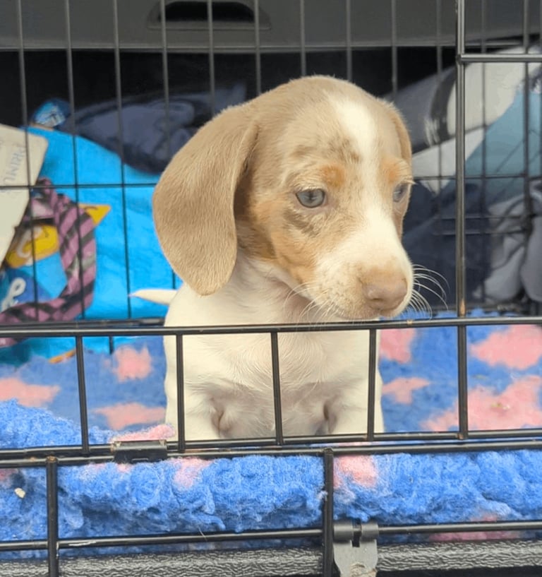 Miniature dachshund Isabella dapple pied
