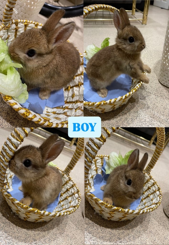 Netherland Dwarf Bunnies 