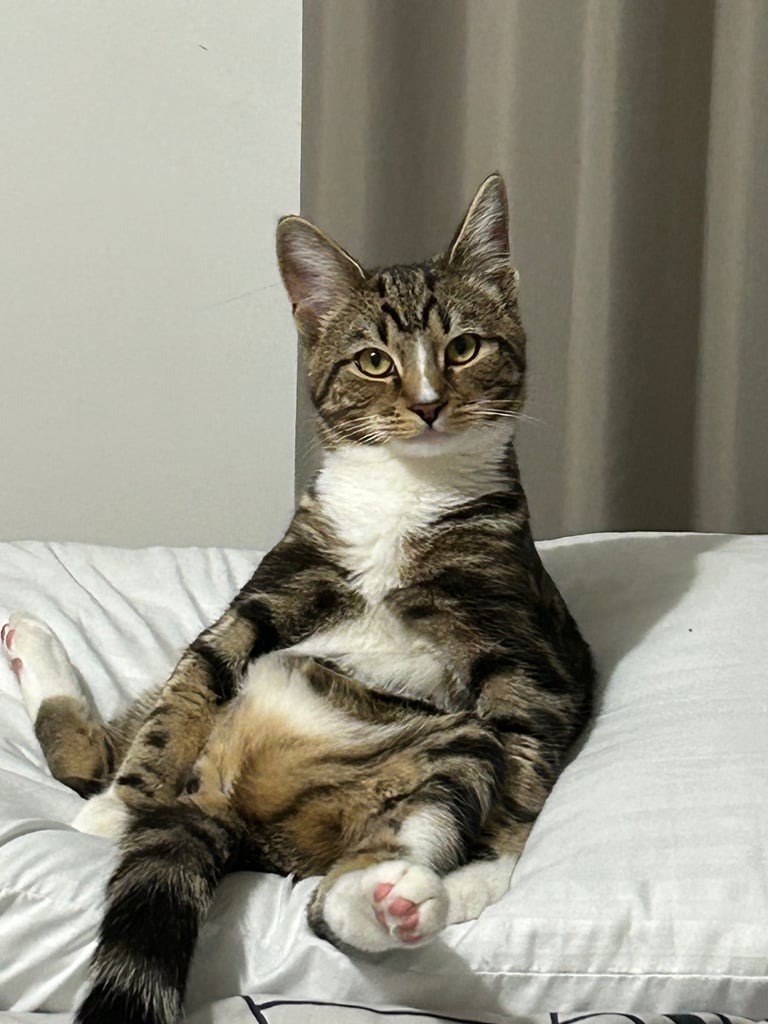 image for Steve the cat needs a loving home