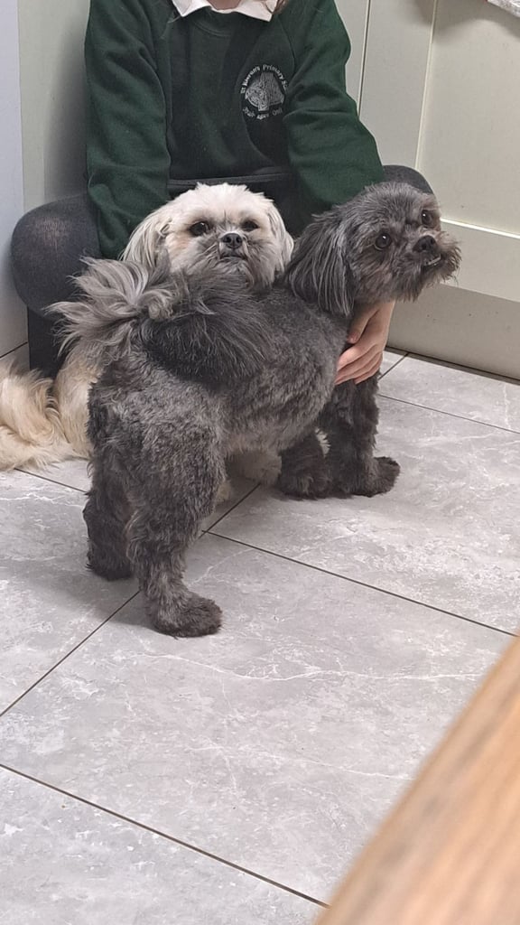 Pending collection Shih tzu x lhaso apso