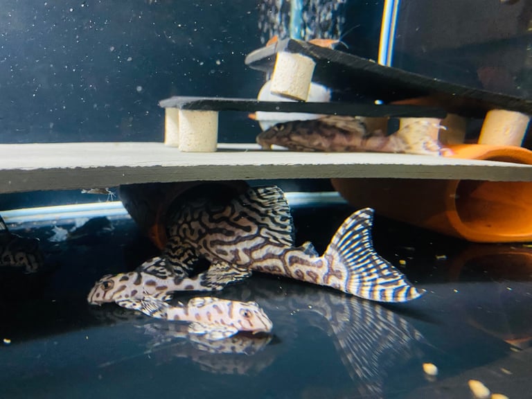 image for L236 super white Pleco 3+cm £35 