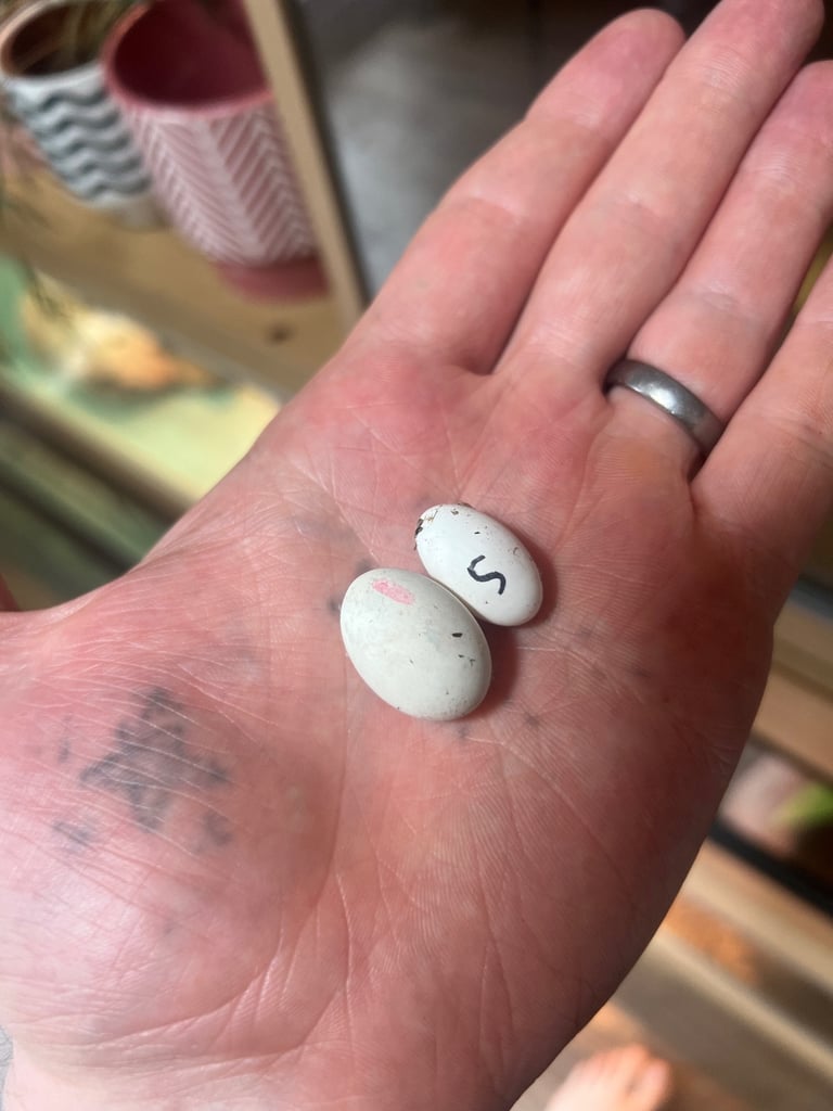 Reptile and invertebrate experience 