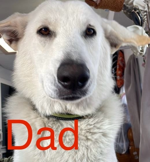 Gsd 