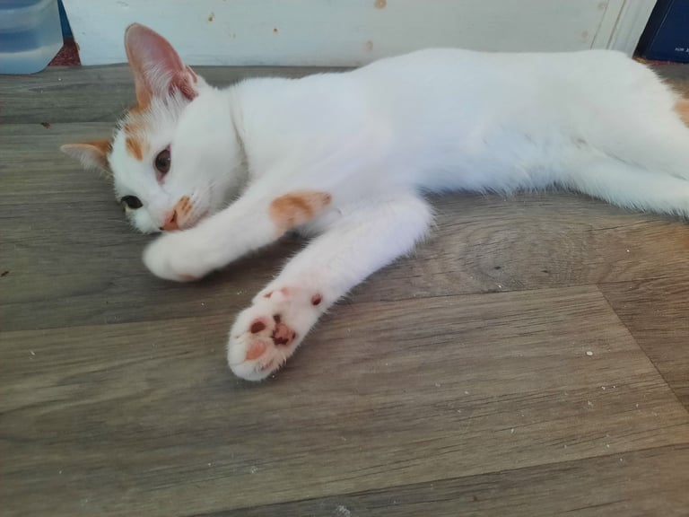 beautiful female kittens, white / tabby, looking for a new home