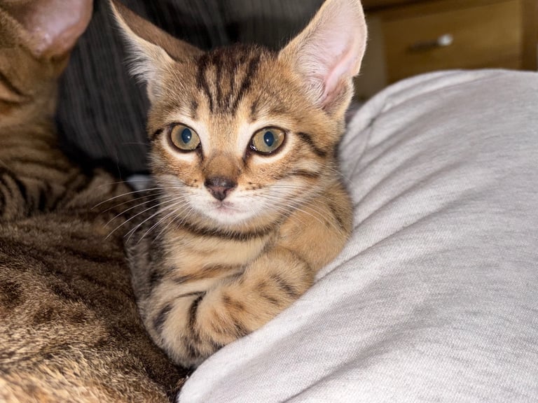 Russian Blue Bengals for Sale