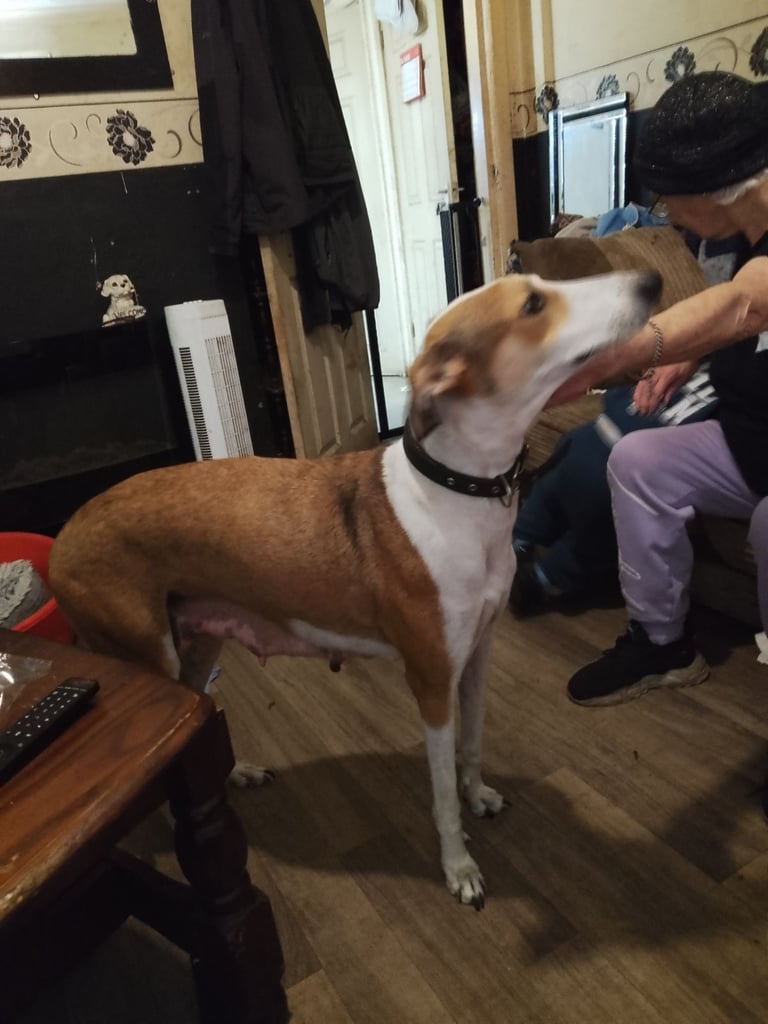 Lurcher pups 