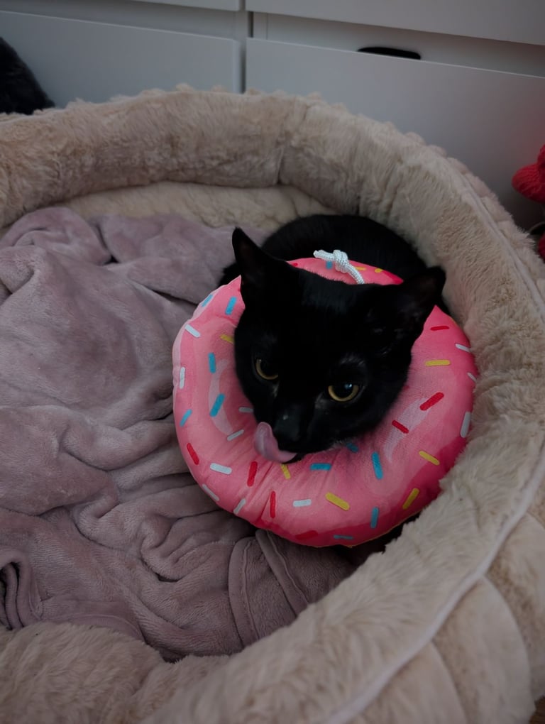 8 months kittens forever home