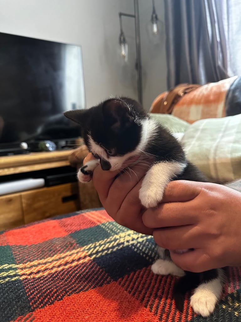 Tuxedo Kittens 🐈‍⬛ 