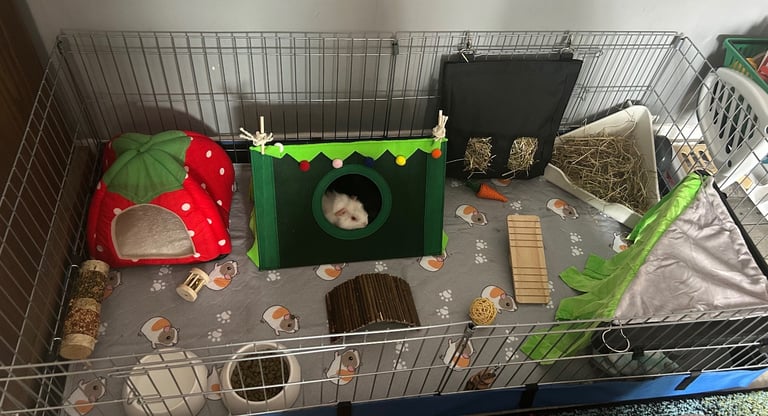 2 male guinea pigs (boars) with cage and accessories.