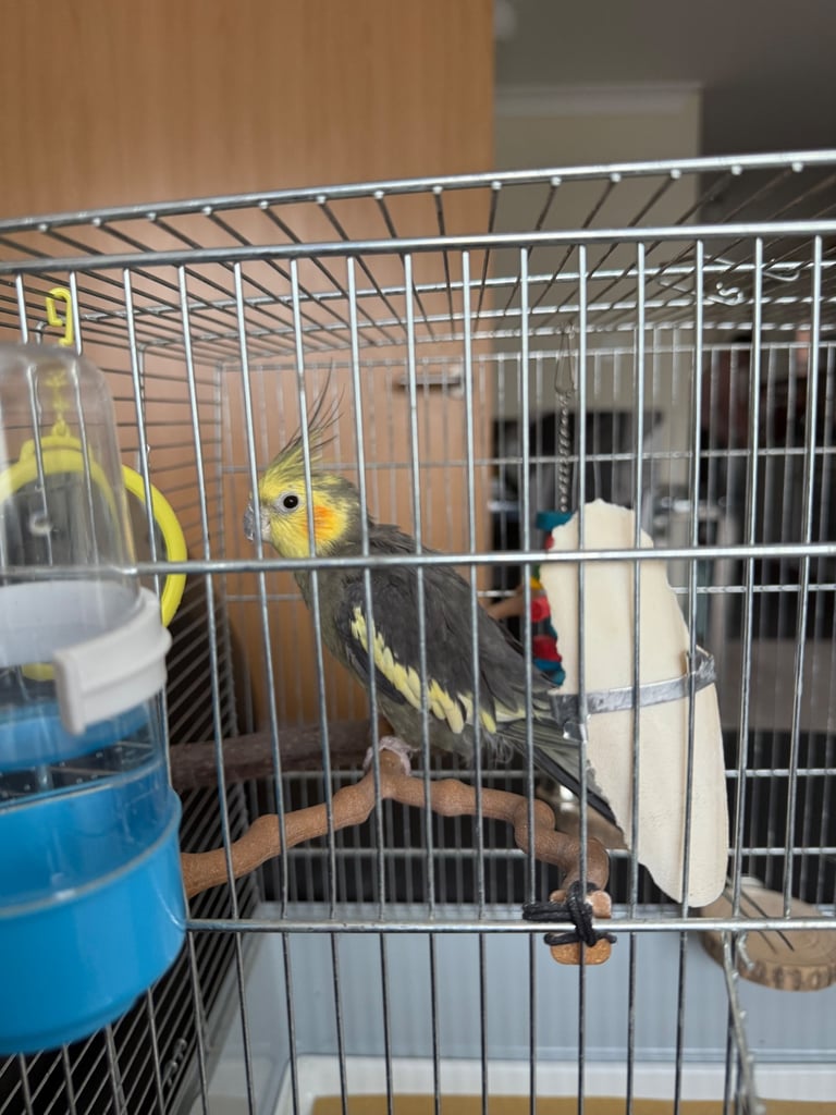 Male cockatiel