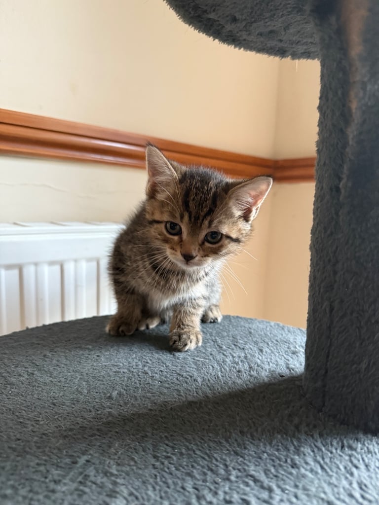 4 x kittens for sale 