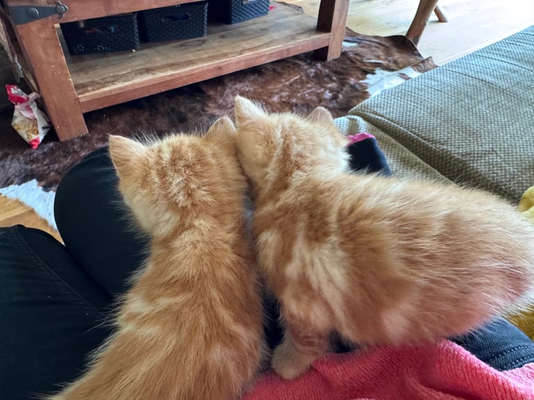 Gorgeous affectionate fluffy kittens 