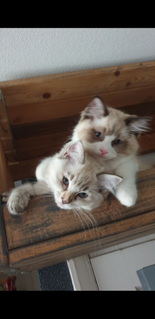 Ragdoll kittens ready now for new home