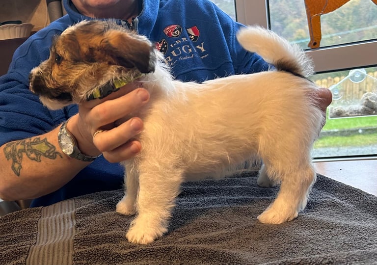 Outstanding Pedigree Jack Russell Puppies