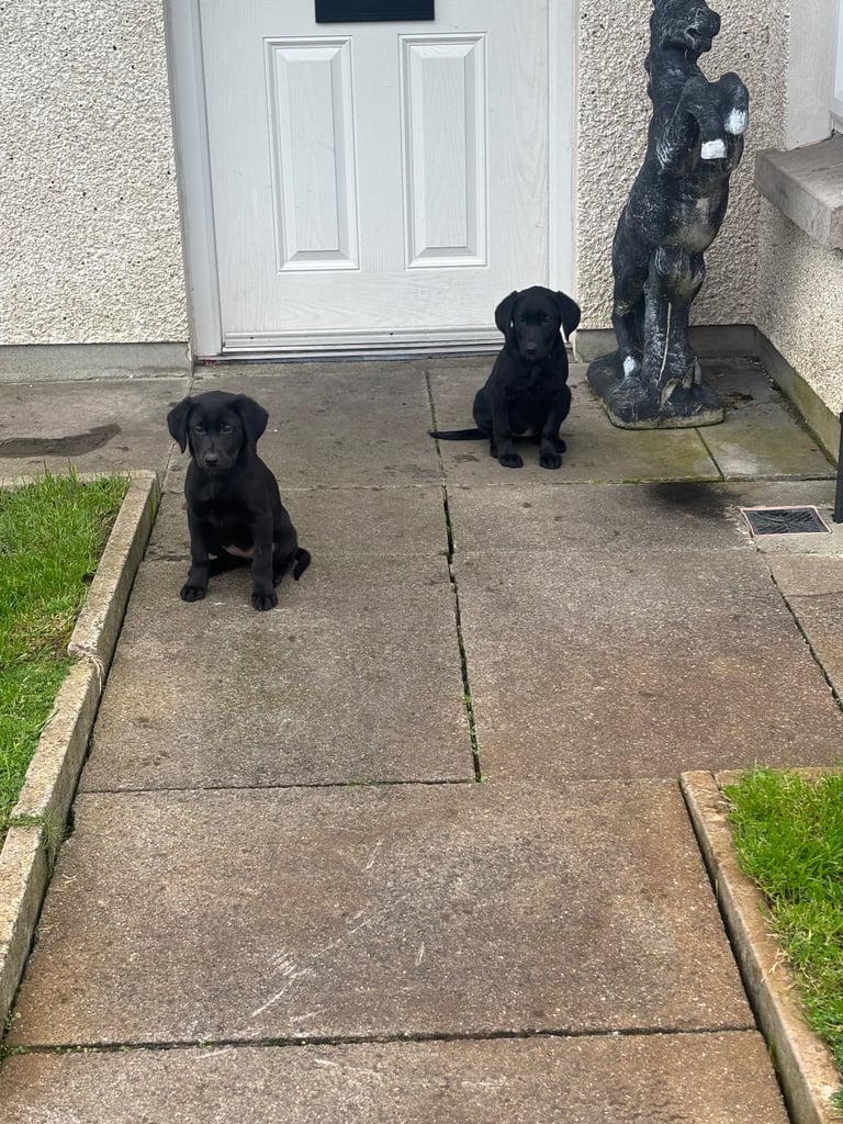 Labrador puppies 