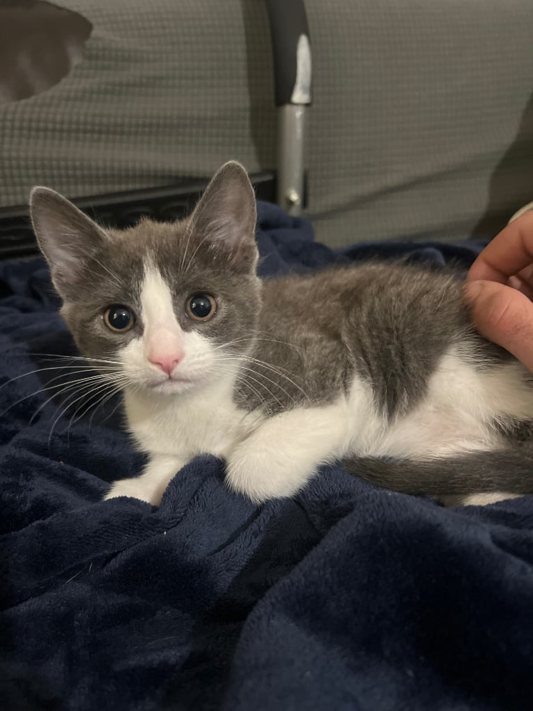 Grey and white cheap cats for sale