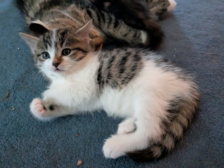 Maine Coon Cross Kittens 