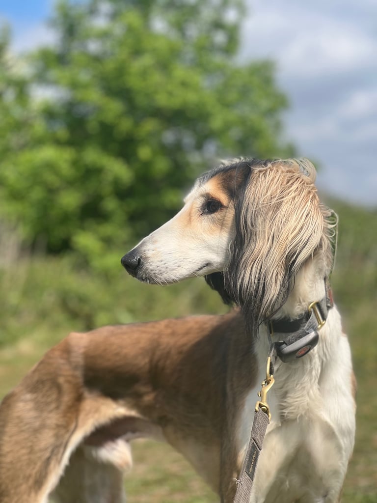 Loving 4½-Year-Old Saluki Looking for His Forever Home 