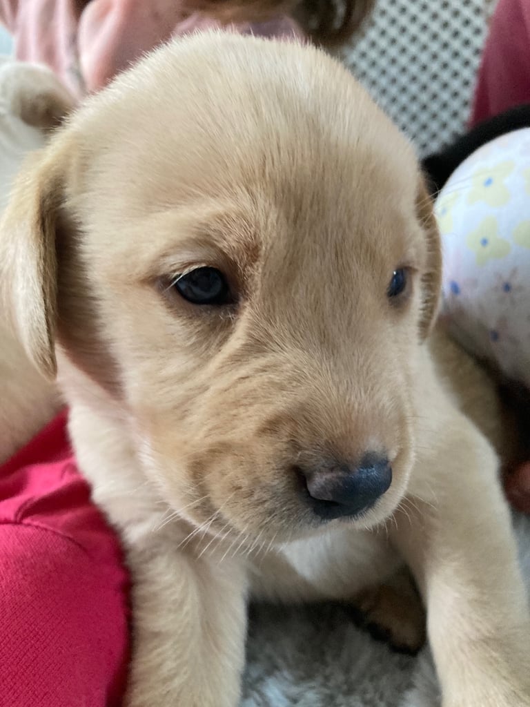 KC Labrador retriever 27.11.2025