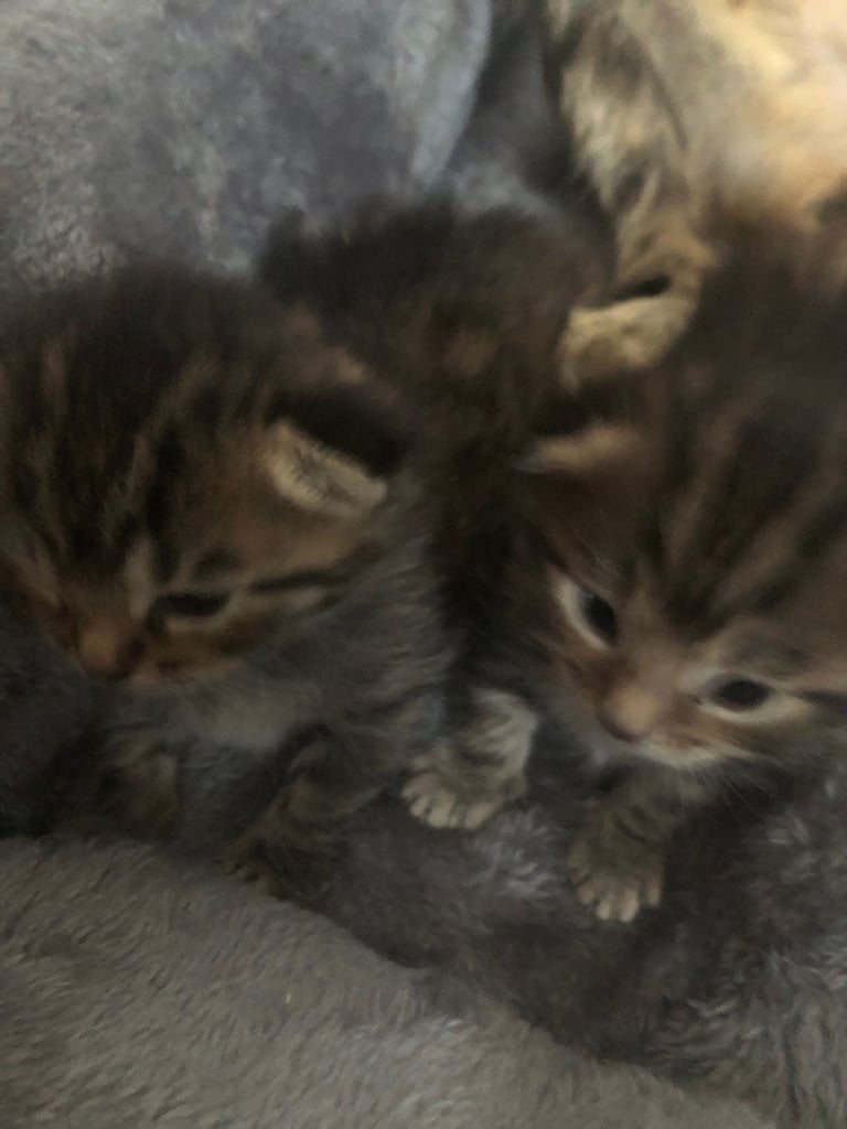 image for Gorgeous fluffy kittens 