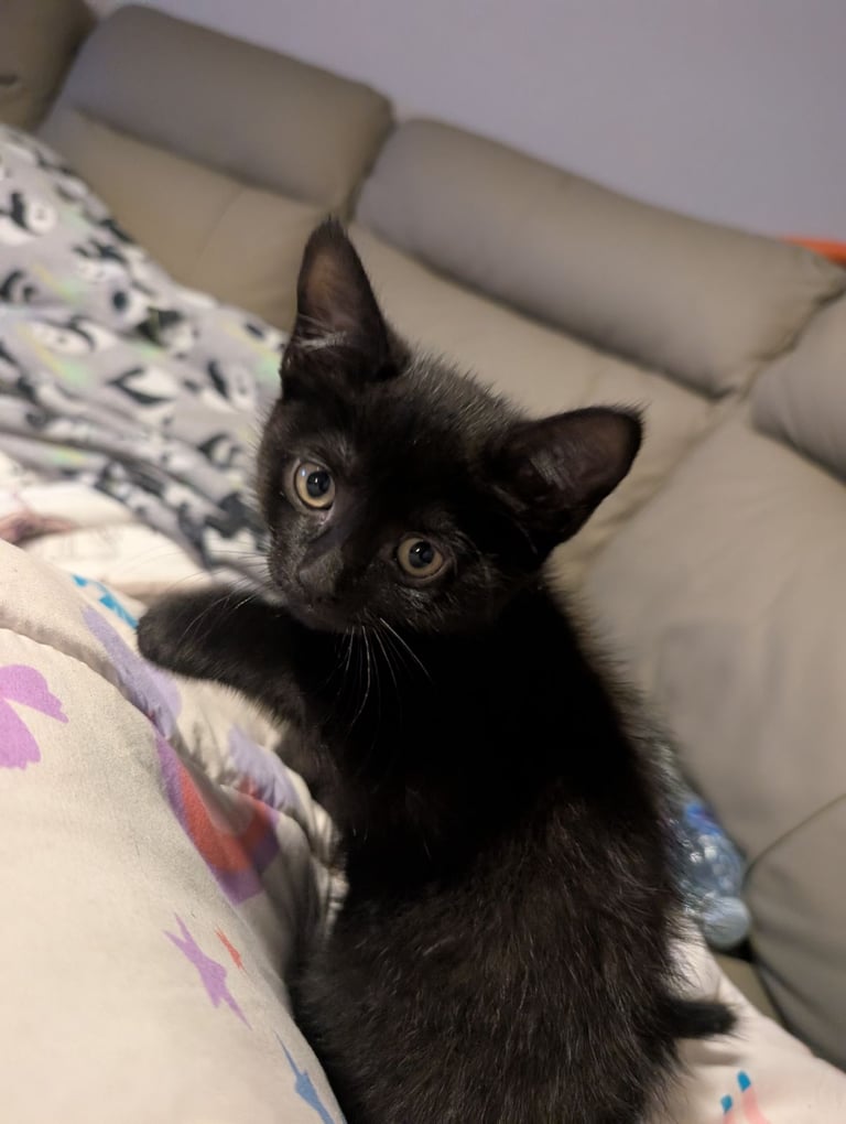 Black kitten 