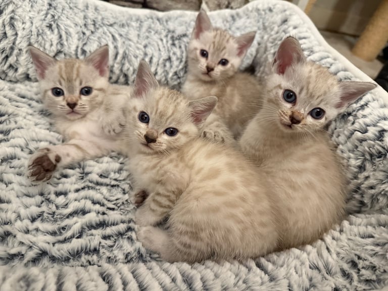 SNOW LEOPARD - SNOW BENGAL KITTENS -LAST ONE LEFT Ready now