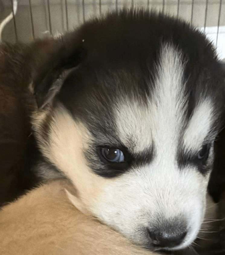 Beautiful Siberian Husky puppies 