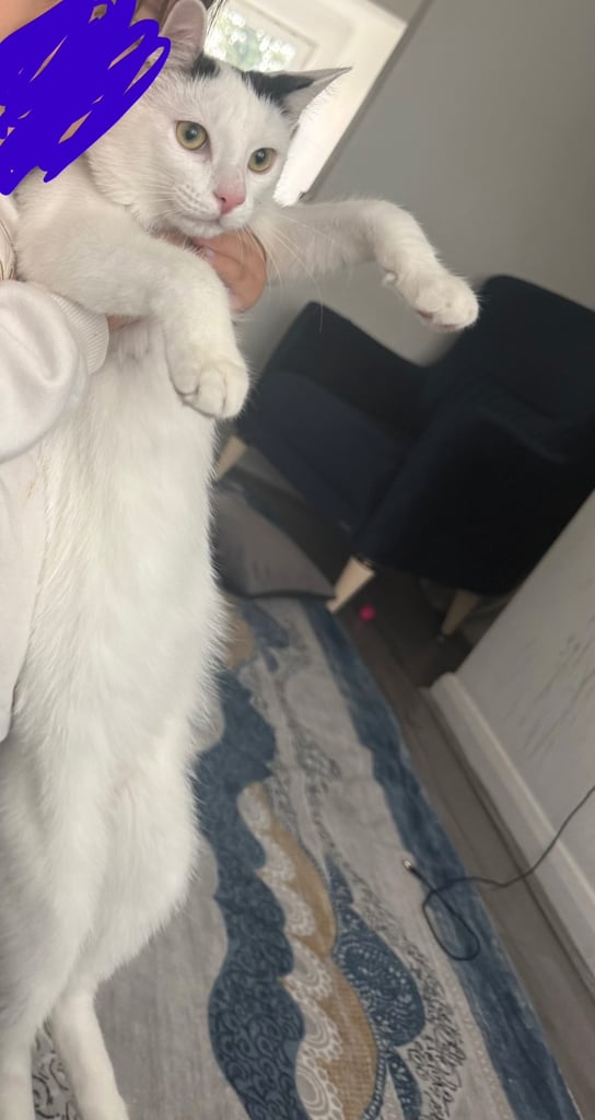 image for Kitten