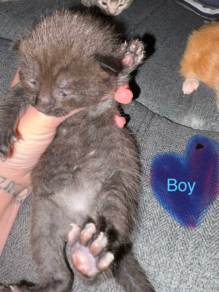 4 beautiful kittens for sale