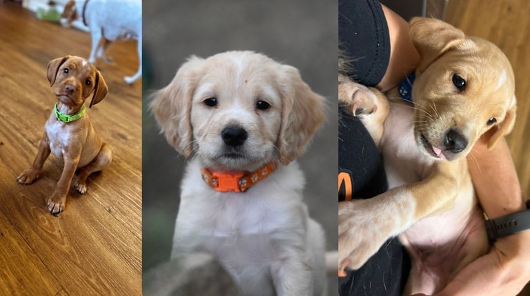 image for Cocker Spaniel mix 