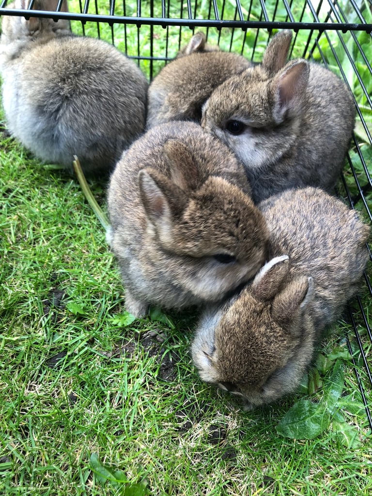 1 netherland dwarf rabbits