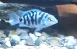 Cichlids - juveniles mostly, a mix