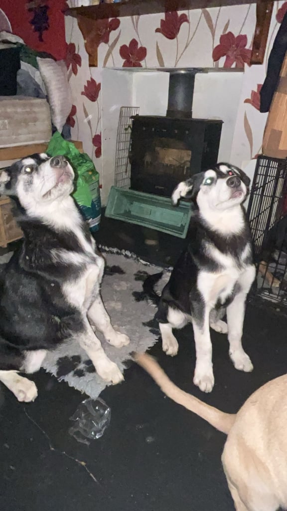 2 female pups - £500 each