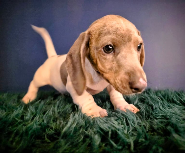 KC Registered Dachshund Puppies