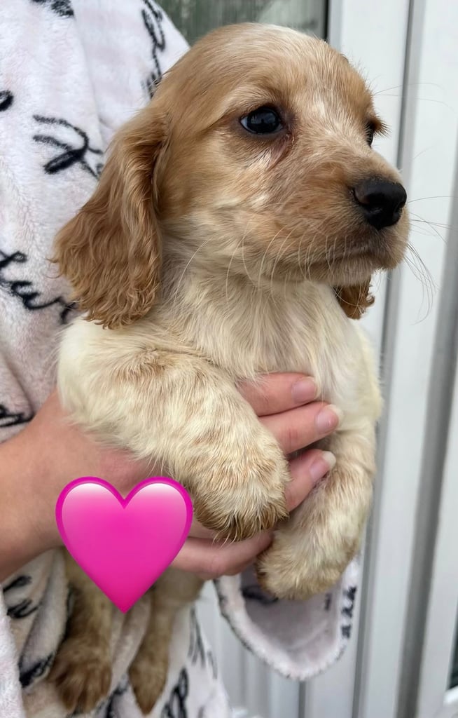 Cocker spaniel pups