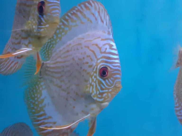 Beautiful Red and Blue Discus 