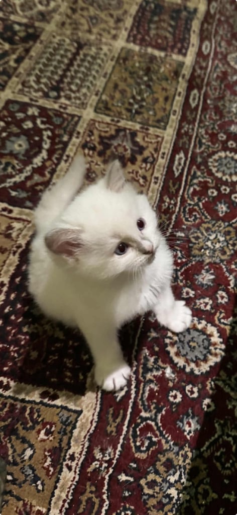 edinburgh female ragdoll kitten