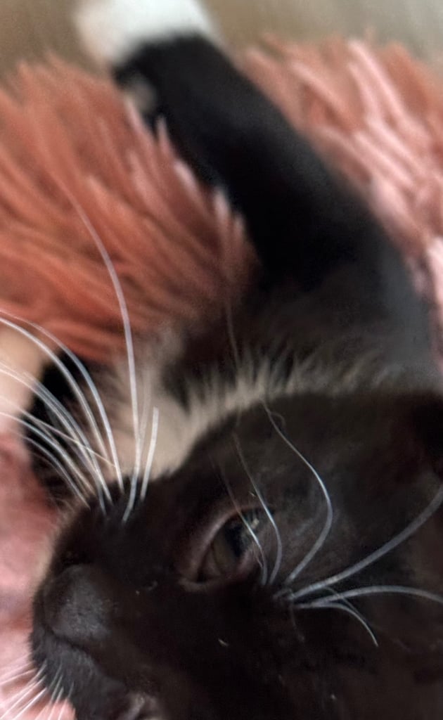 black tuxedo kittens male and female available now