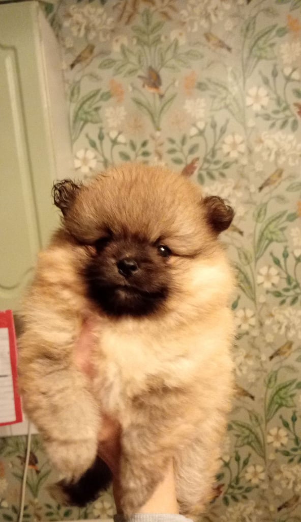 Teddy Pomeranian girl