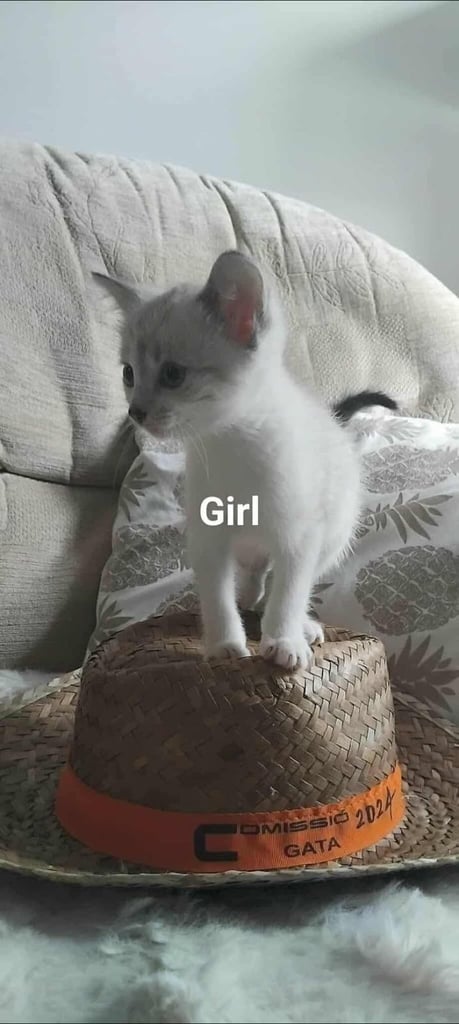 Maine coon cream kittens 