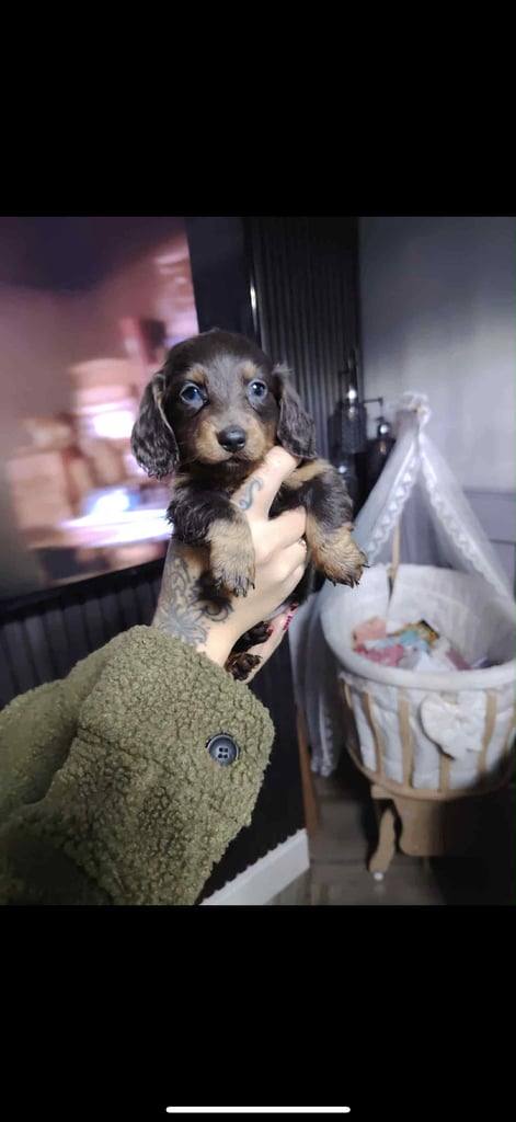 Beautiful dachshunds for sale 