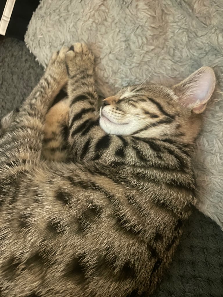 Gorgeous female kitten