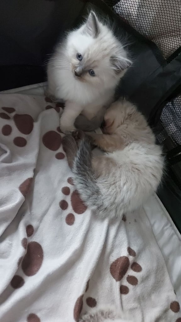 Ragdoll kittens 9 weeks
