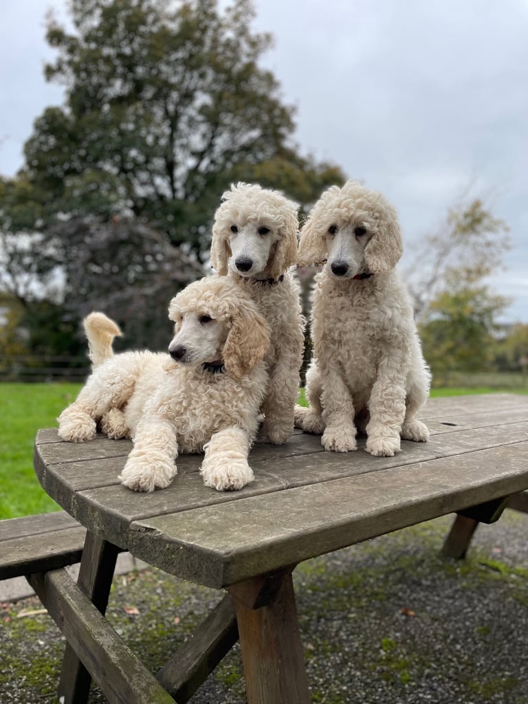 Standard poodle - update - last girl and 3 boys 