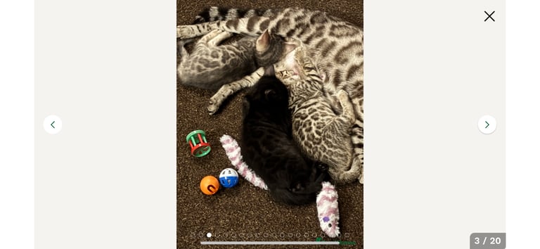 STUNNING BENGAL KITTENS READY NOW 