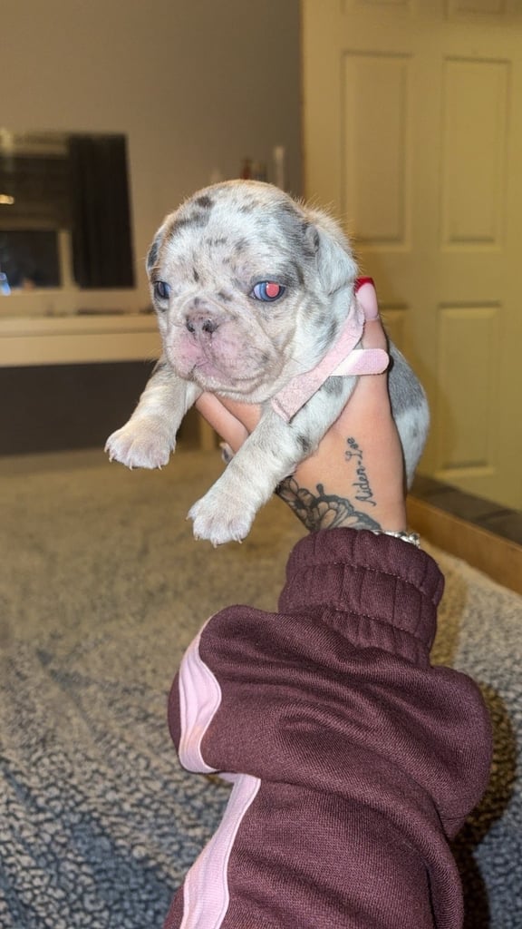 image for French bulldog puppy’s 