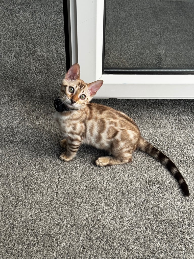 Stunning Snow Sepia Pedigree Bengal Kitten – Male – Ready Now 