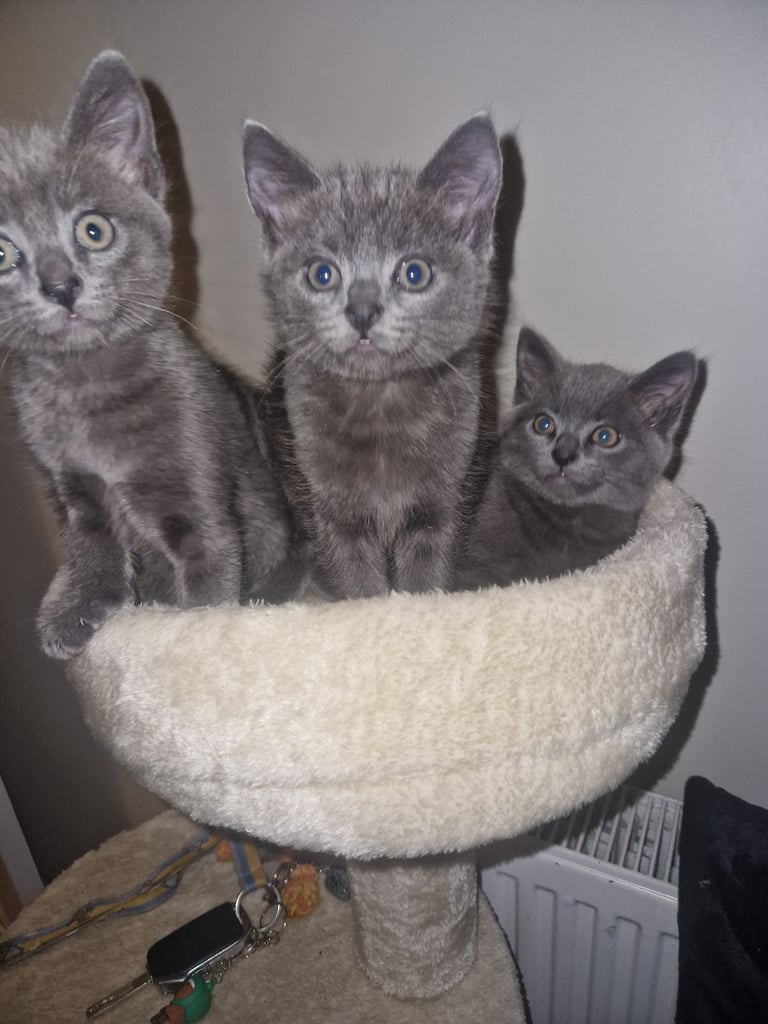 image for Kittens For Sale