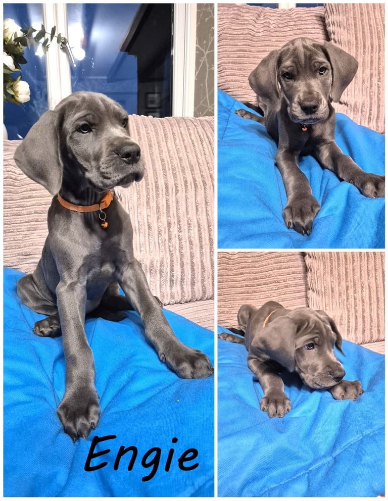 Great Dane puppies reduced 